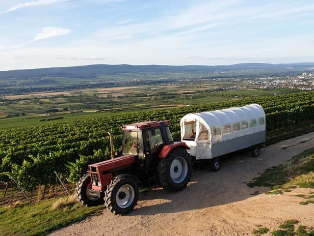 Romantische Planwagenfahrt durch die Reben - Planwagenfahrt - Ebersheim Romantische Planwagenfahrt durch die Reben - Planwagenfahrt - in Ebersheim - Funzeln